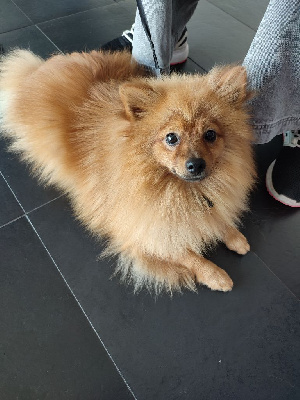 Étalon Volpino Italiano - CH. Icaro di jure vetere