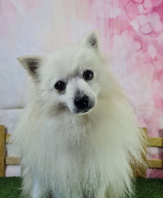 Étalon Volpino Italiano - Tito (Sans Affixe)