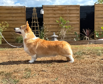 Étalon Welsh Corgi Pembroke - Starlight Royal Dream Valentins vladimir