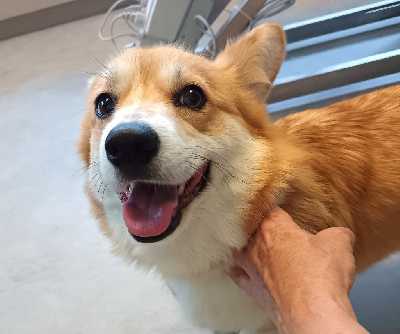 Étalon Welsh Corgi Pembroke - Opus Grande Vraiment céleste