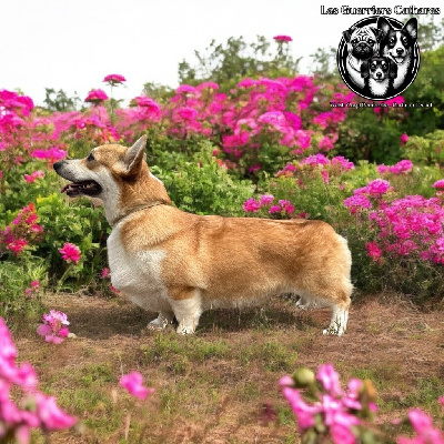 Étalon Welsh Corgi Pembroke - CH. solar satellite Game on rules