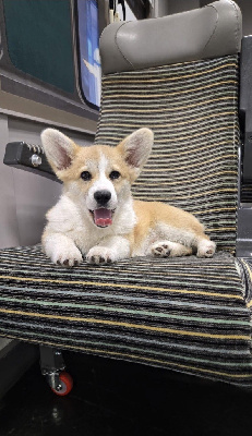 Étalon Welsh Corgi Pembroke - Vanille des Prestiges d'Aranjuez