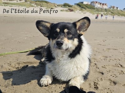 Étalon Welsh Corgi Pembroke - Choco pie plyushevyi volk