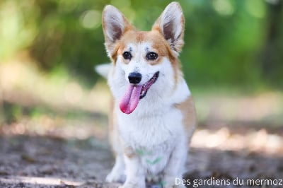 Étalon Welsh Corgi Pembroke - born to be your Moet et chanddon