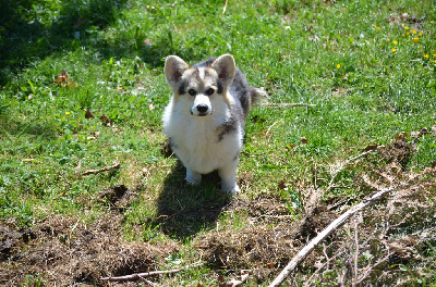 Étalon Welsh Corgi Pembroke - A credit to hasselyn o' the palatinate pixies