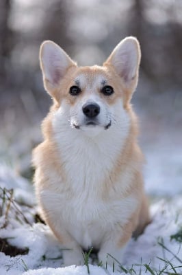 Étalon Welsh Corgi Pembroke - Eli's Farm Uk skye island