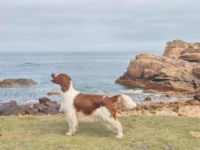 Étalon Welsh Springer Spaniel - Unfinished tales Des Brumes Du Tregor