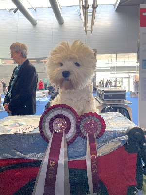 Étalon West Highland White Terrier - Tu veux ou tu veux pas of White Thistle