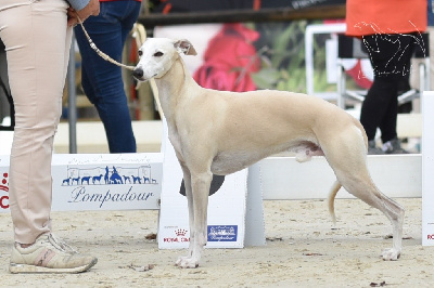 Étalon Whippet - CH. Sea bird Des Rêves De Lilou