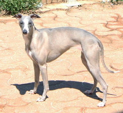 Étalon Whippet - Une nuit au palace Des Filles D'eole