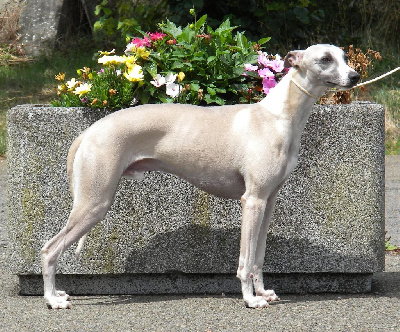 Étalon Whippet - Visconti (Sans Affixe)