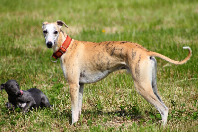 Étalon Whippet - Guinnes russian fata morgana (Sans Affixe)