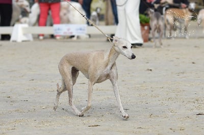 Étalon Whippet - Tosca Des Rêves De Lilou