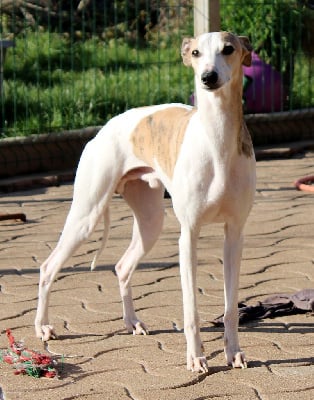 Étalon Whippet - Un point c'est toi Des Alizes De Maelynn