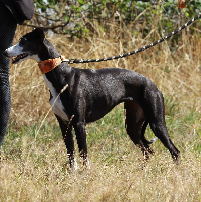 Étalon Whippet - Ublack diamond d'une histoire sans fin