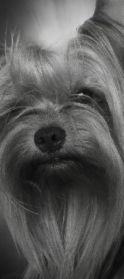 Étalon Yorkshire Terrier - Kneady genie violin for my band