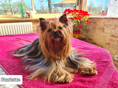 Étalon Yorkshire Terrier - Sophia de L'Adoree Peneloppe