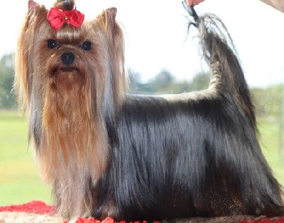 Étalon Yorkshire Terrier - Unica soledina mia des Bruyères de Line