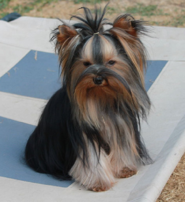 Étalon Yorkshire Terrier - Velours Du Val De Clavernau