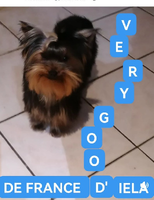 Étalon Yorkshire Terrier - Very good de France D'Iela