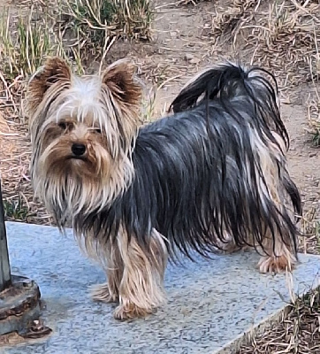 Étalon Yorkshire Terrier - Vitamine c Du puits des sortileges