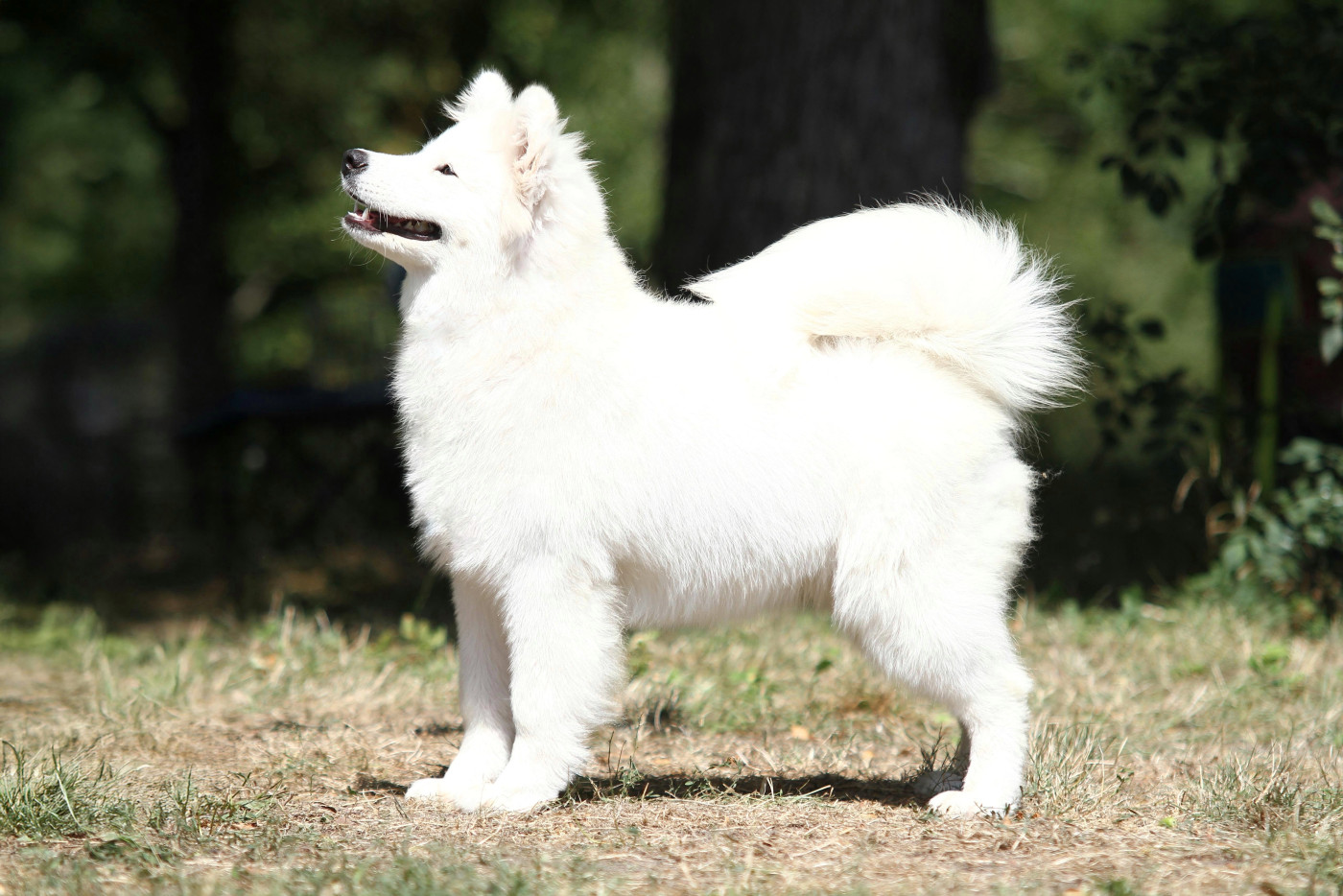 Publication : Of Volkana 