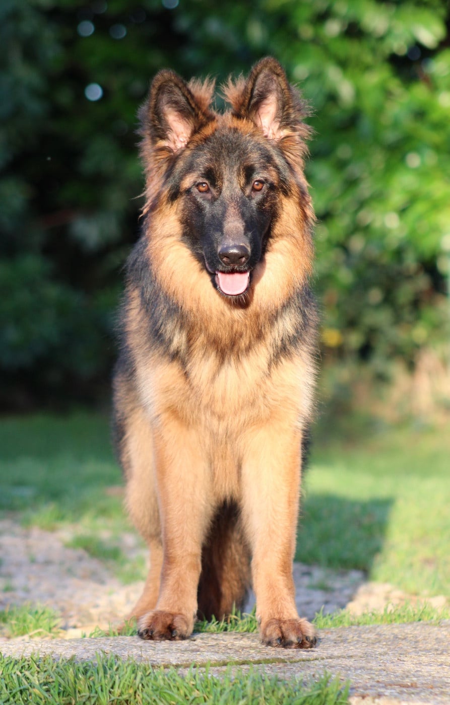 Publication : De La Plaine Bretonne 