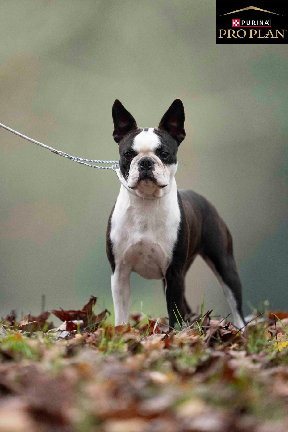 Publication : Sweeties Doggies Auteur : SWEETIES DOGGIES