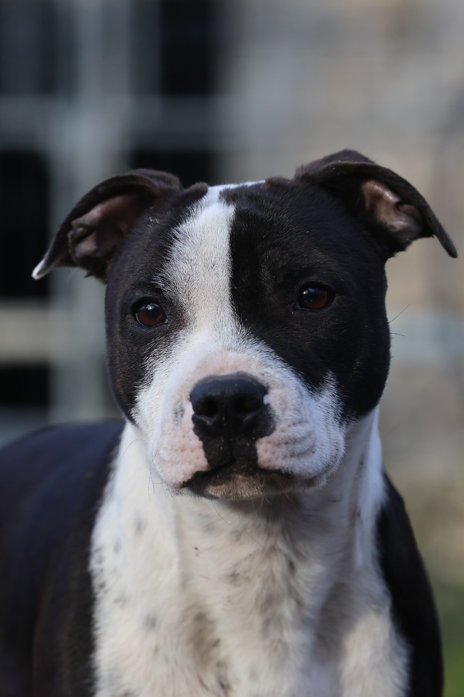 Publication : Spirit Wolf Addict Auteur : Spirit Wolf Addict