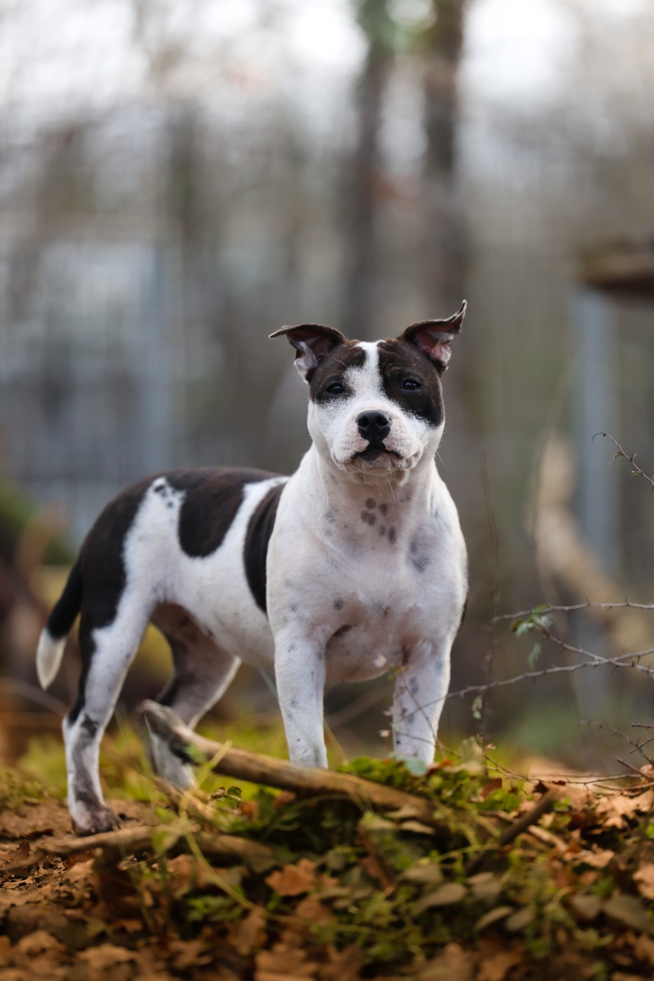 Publication : Spirit Wolf Addict Auteur : Spirit Wolf Addict