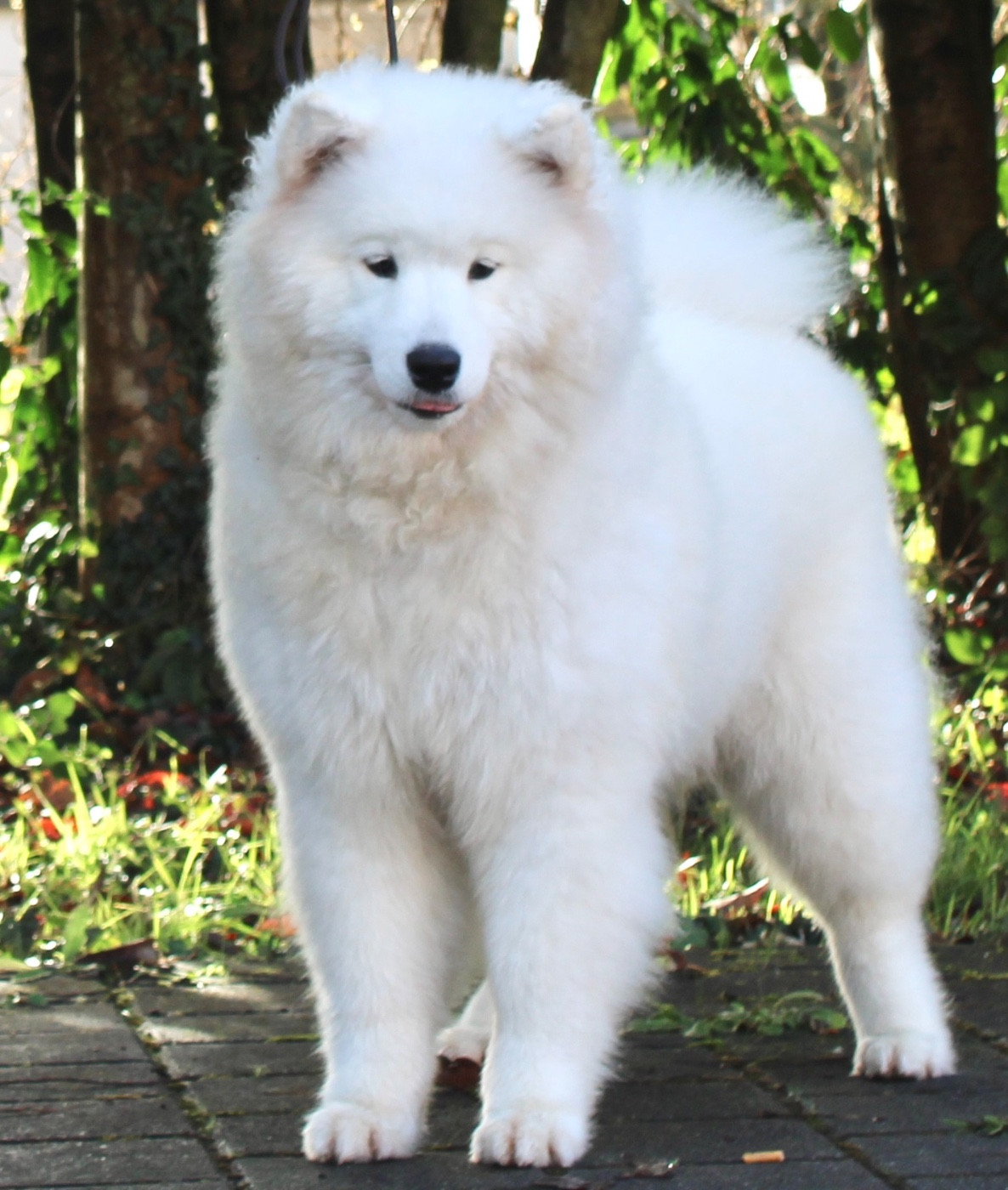 Publication : Of Volkana 