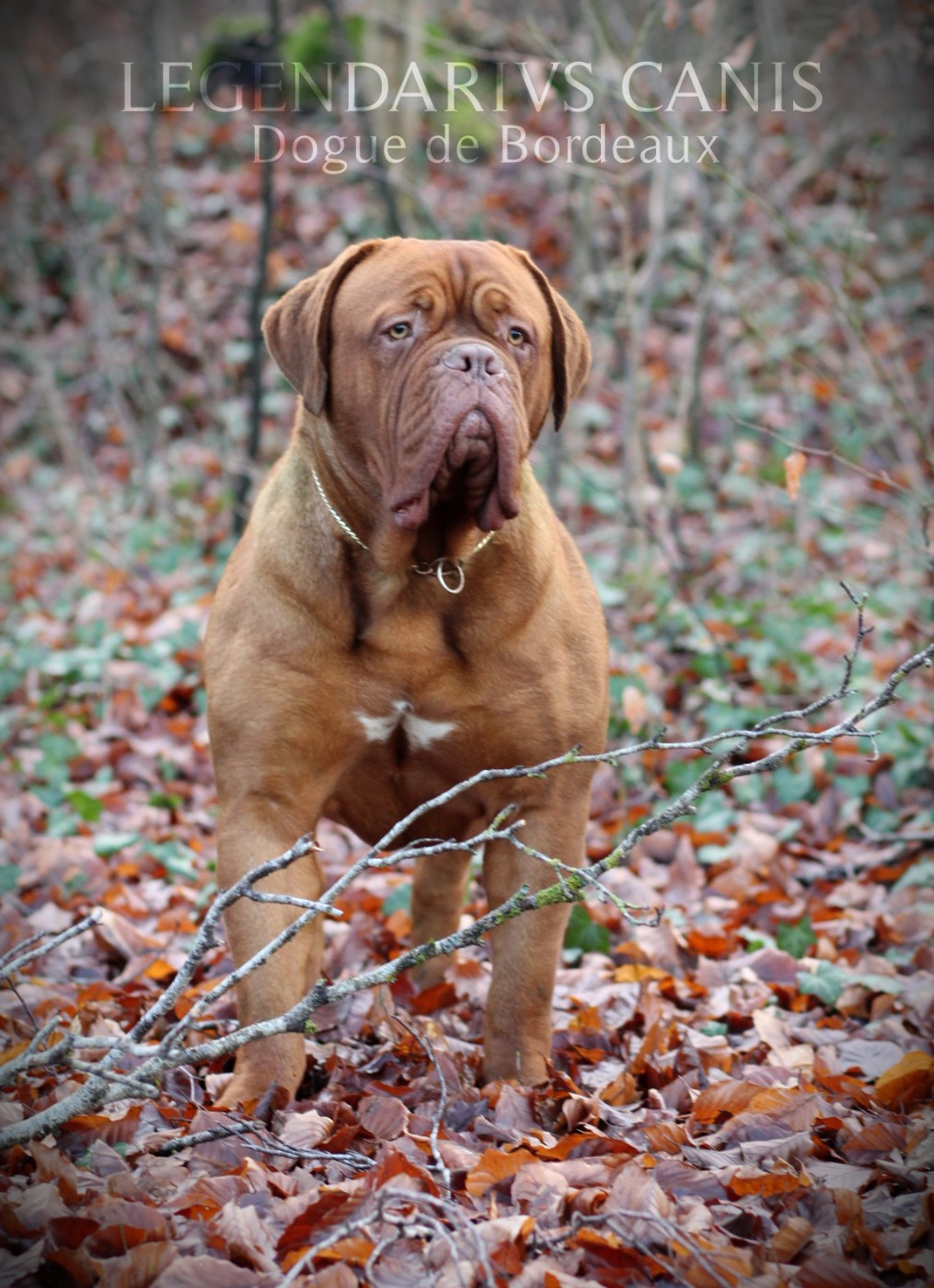 Publication : Legendarivs Canis 