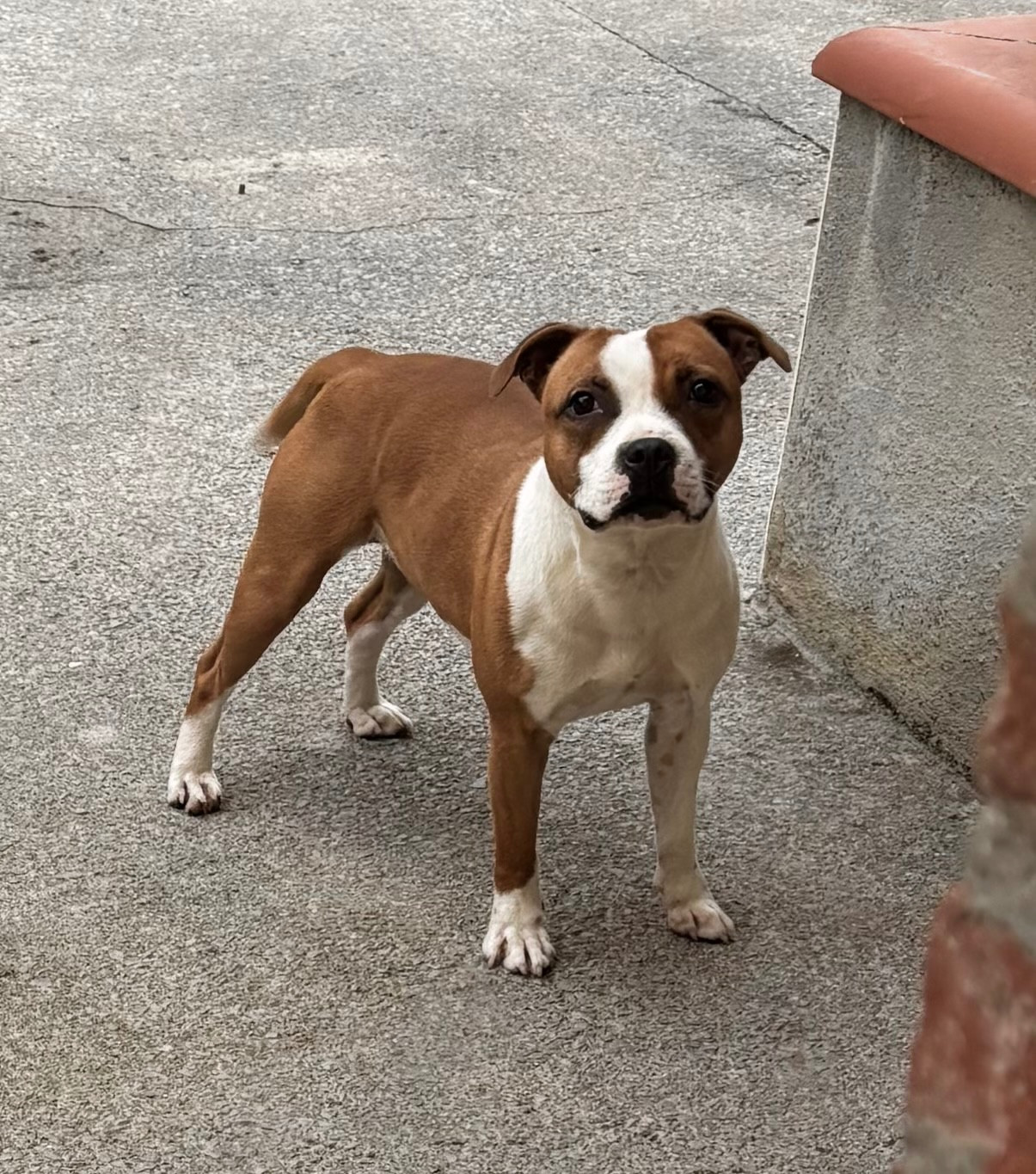 Publication : Lalie's Niños 