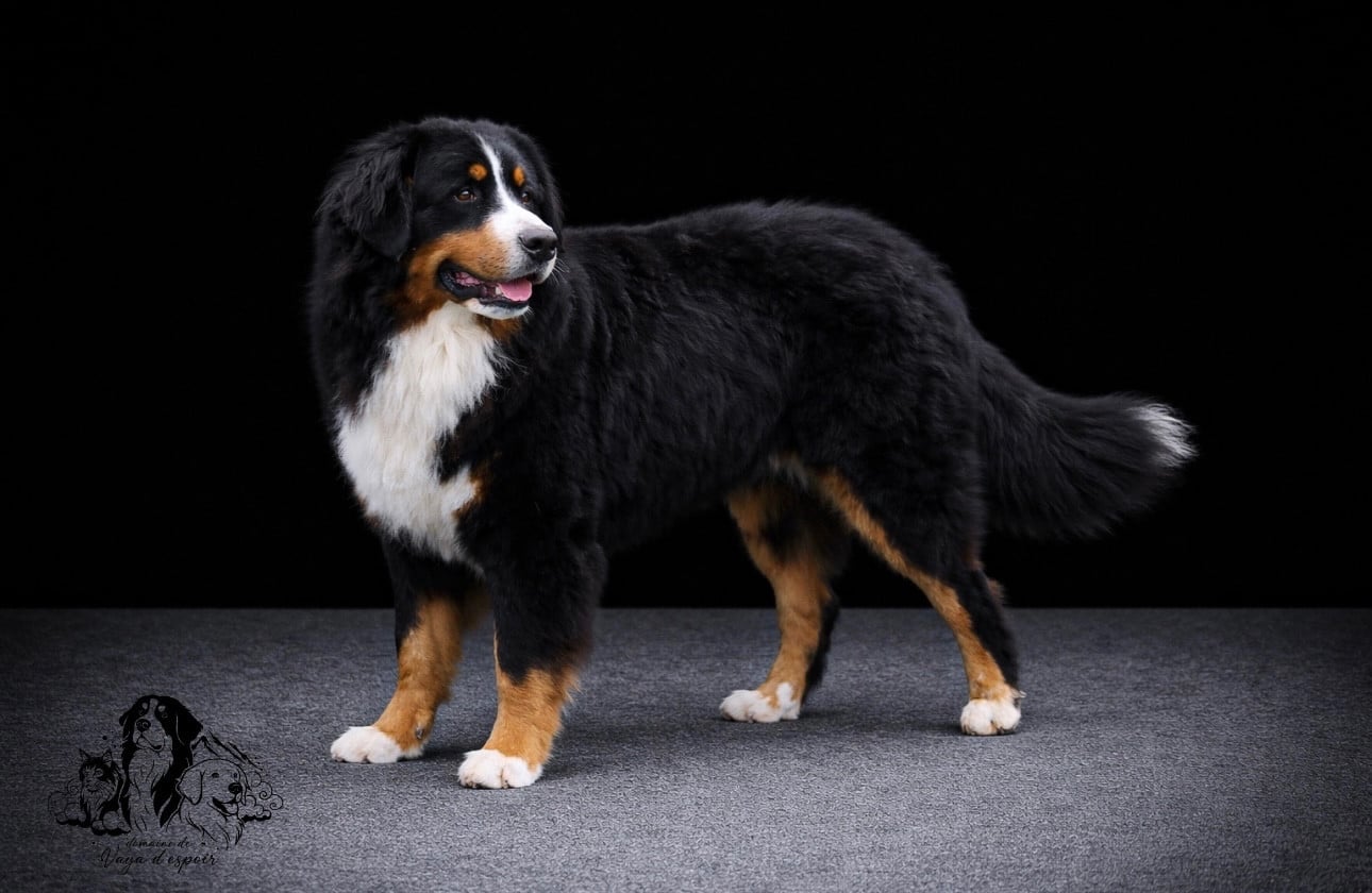 Publication : du Domaine de Vaya d'Espoir