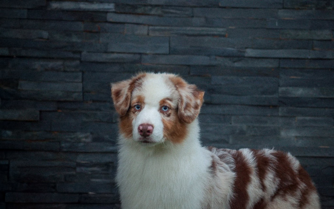 Publication : Dark Secret Garden 