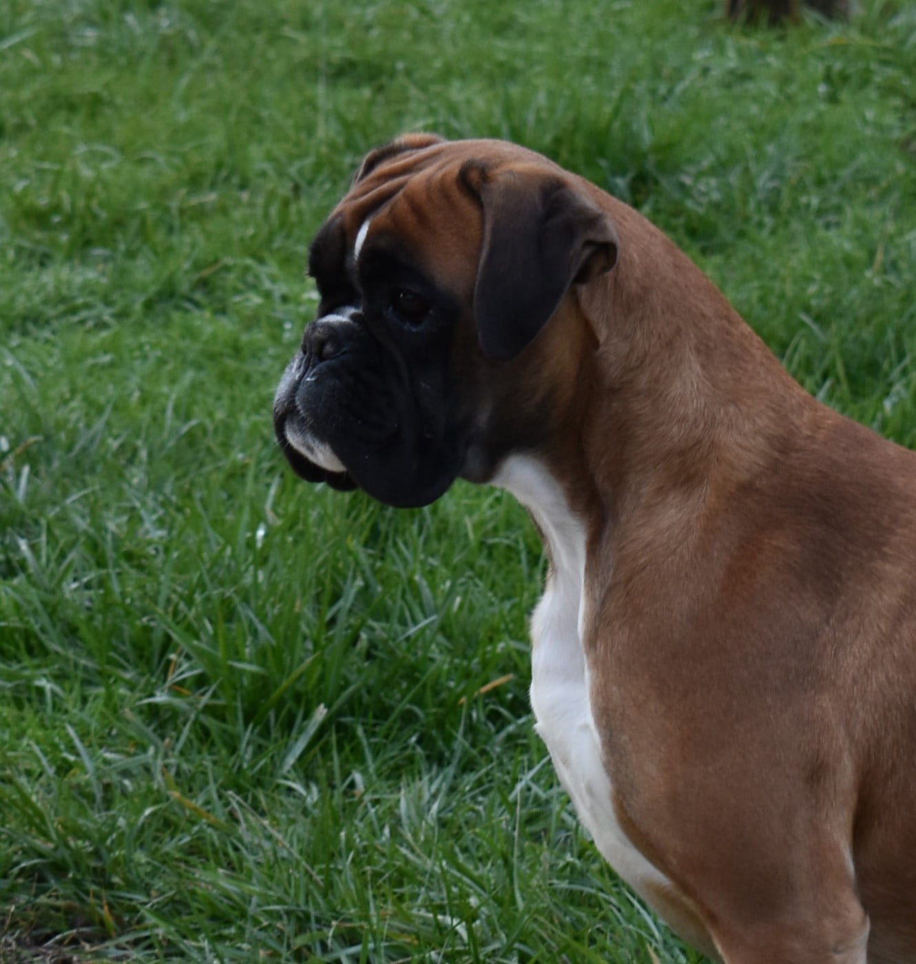 Publication : Des Gardiens De Chami 