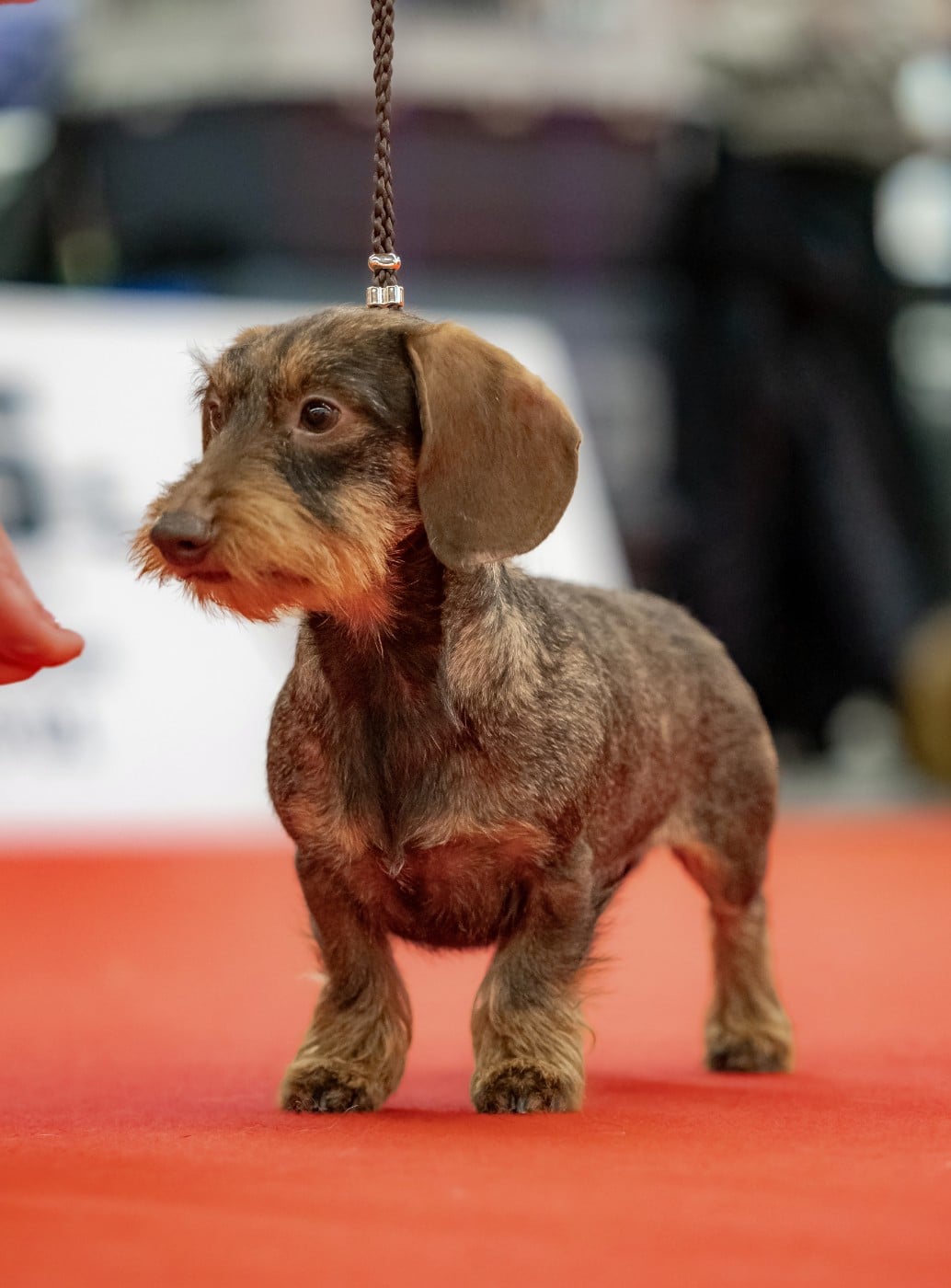 Publication : Jocker Of The Queen