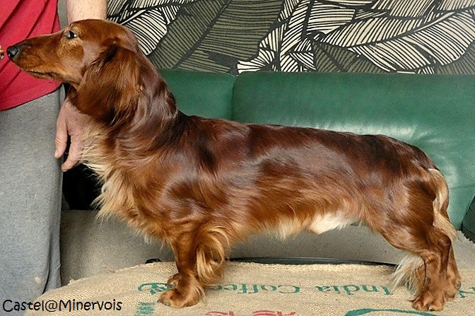 Publication : du castel minervois Auteur : DU CASTEL MINERVOIS