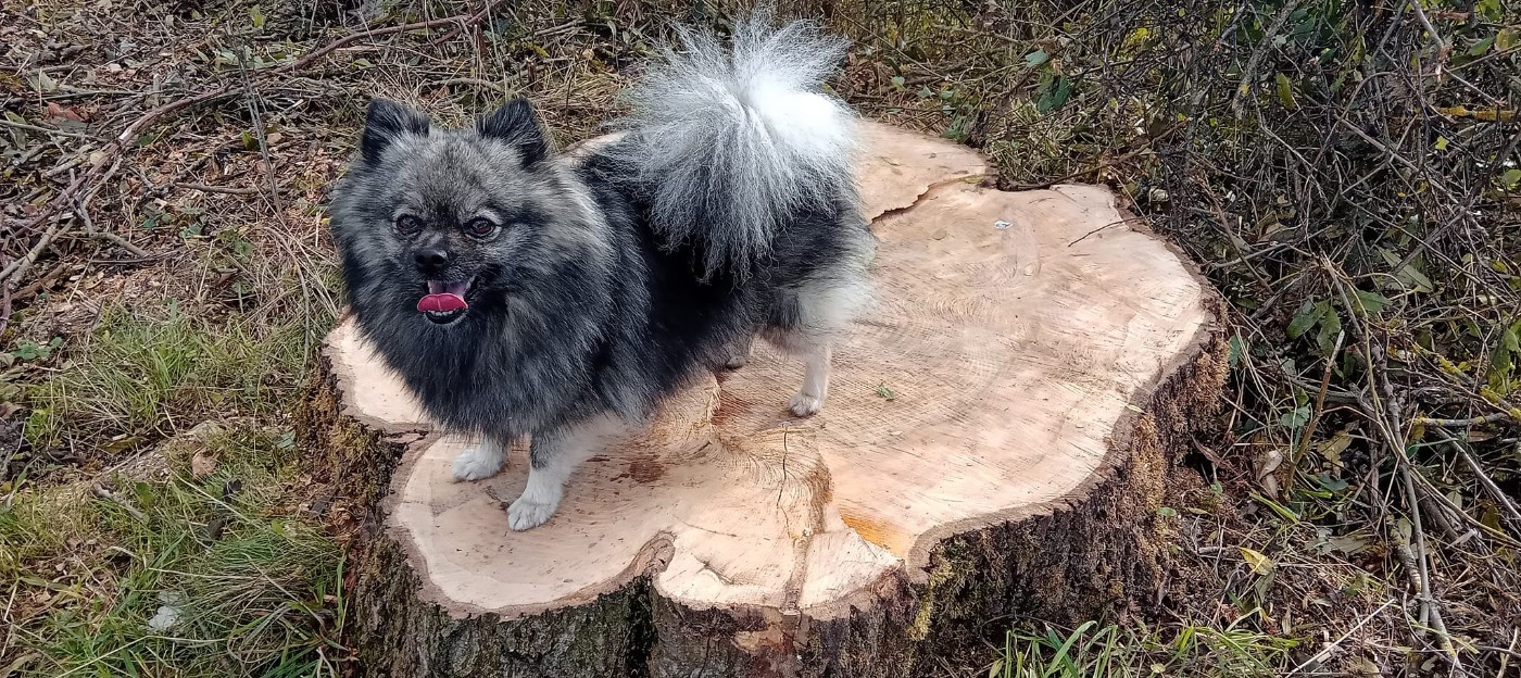 Publication : De La Vallee Des Gris Doubs Auteur : La Vallée des Gris Doubs