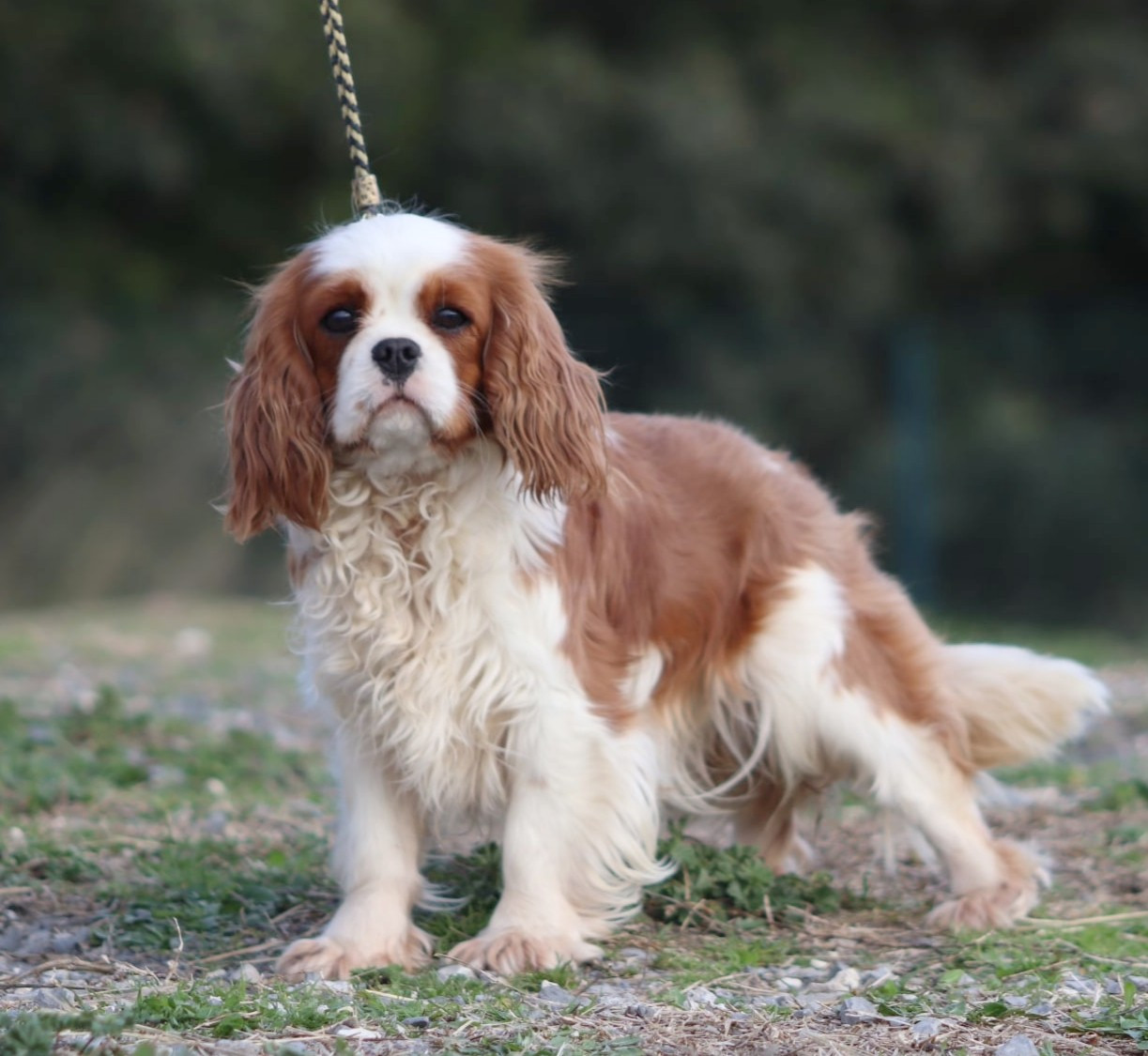 Publication : Du Castel Des Petits Coeurs