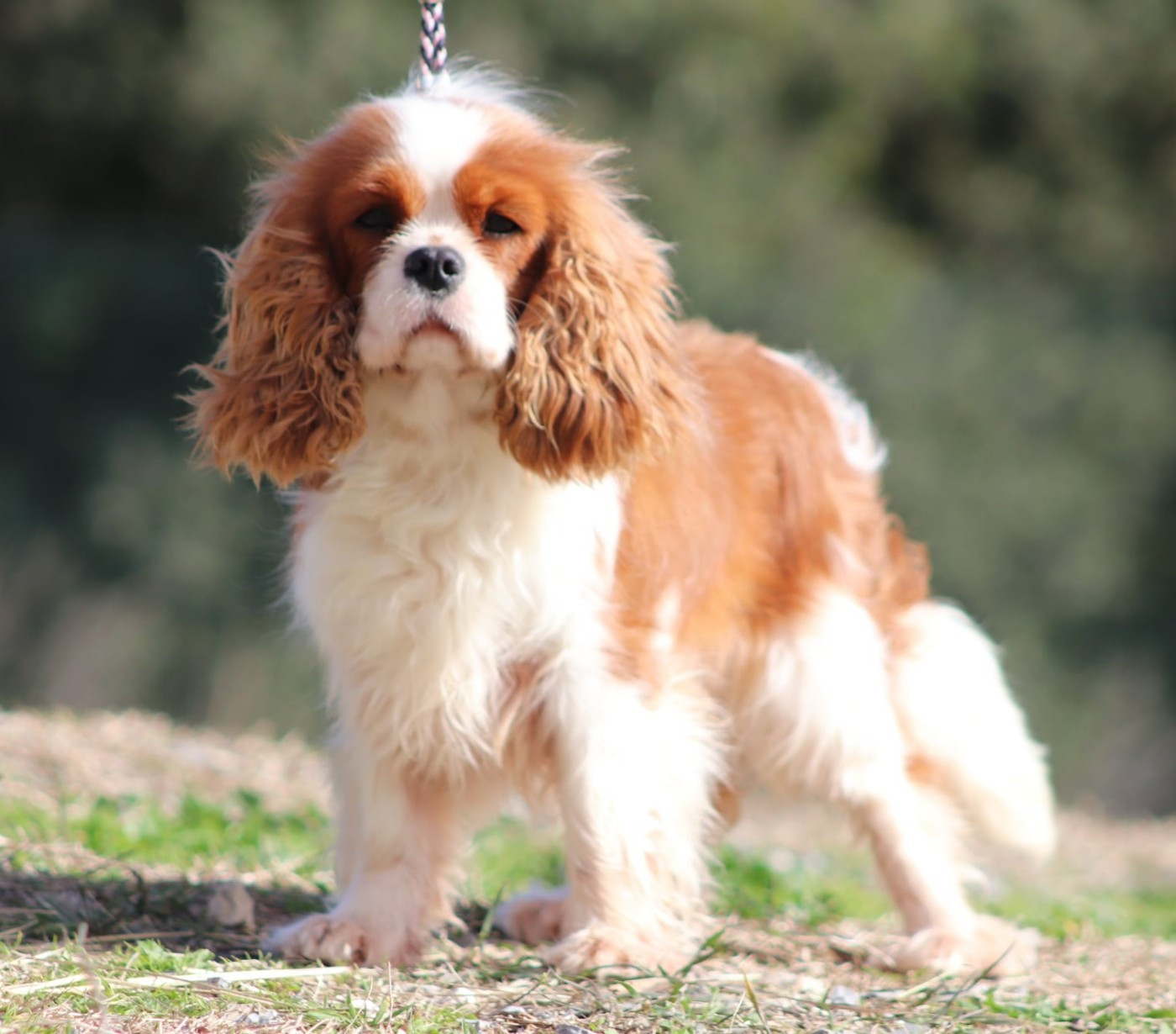 Publication : Du Castel Des Petits Coeurs 