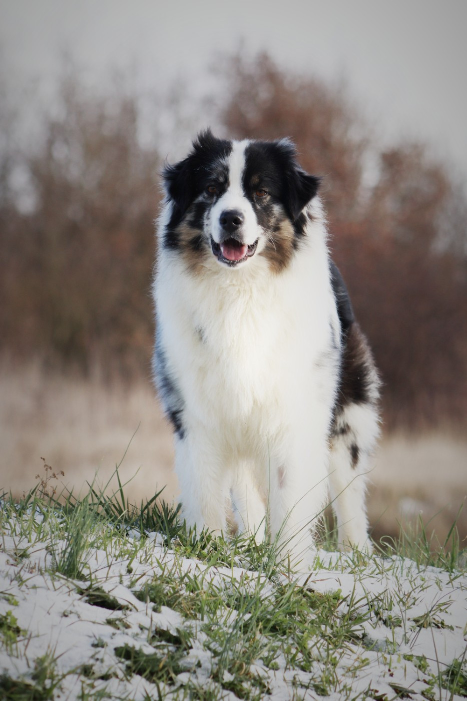 Publication : Aux Milles Chemins De Talunna Auteur : PAULINE