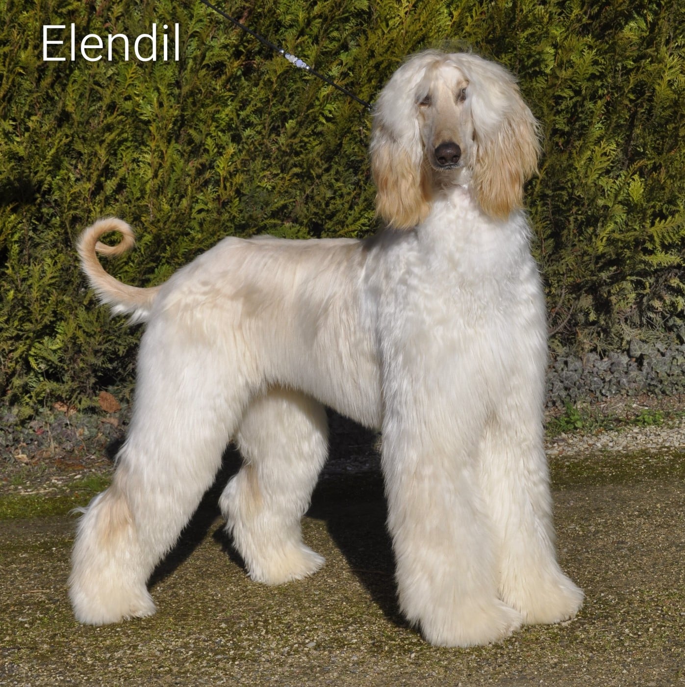 Publication : Du chemin des dames imperiales