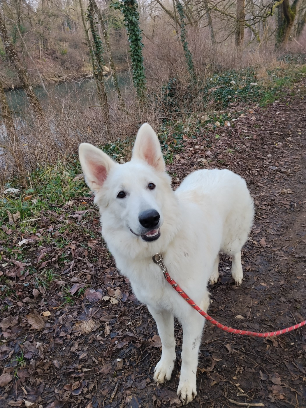 Publication : Rubis Des Neiges 