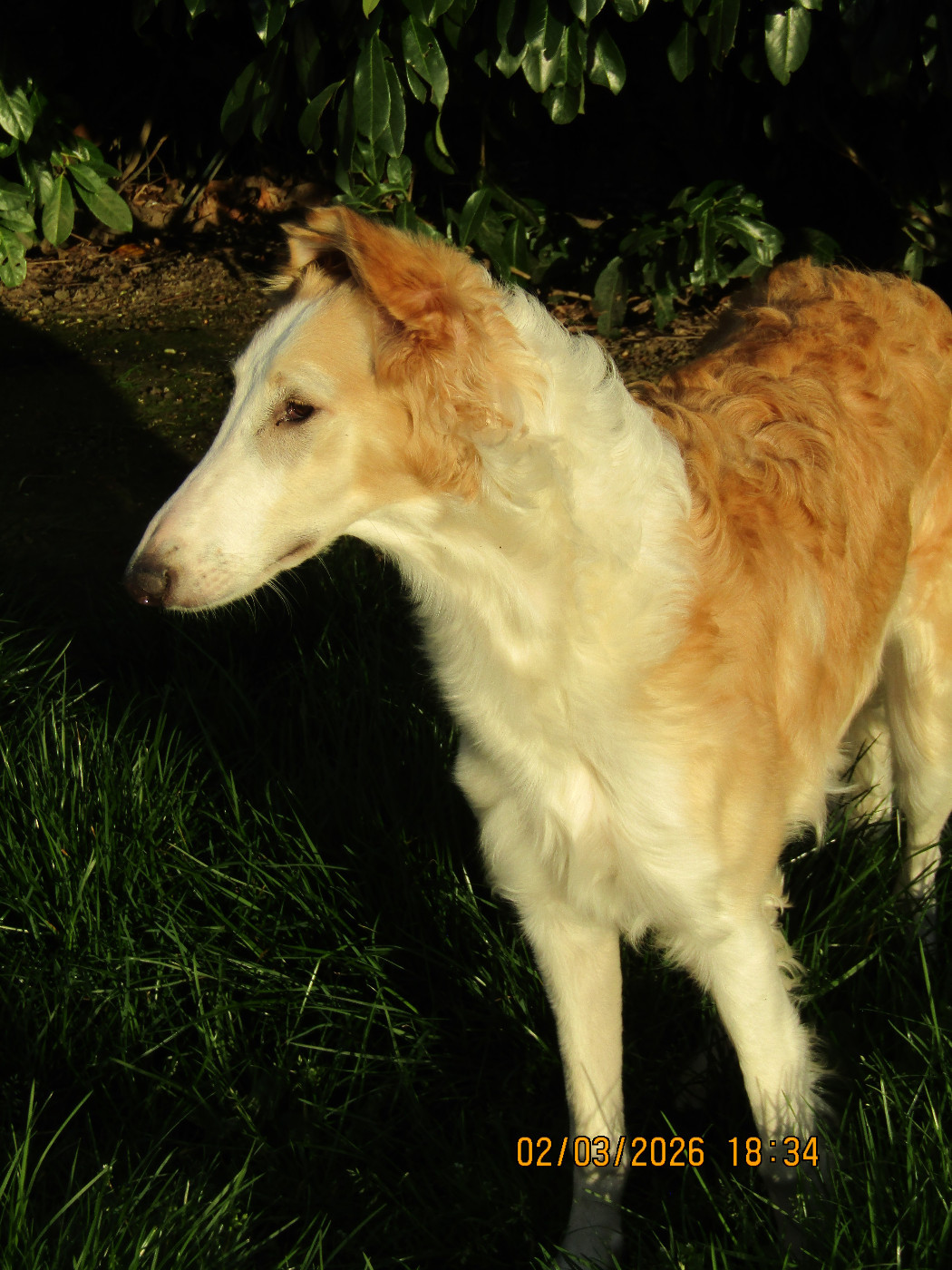 Publication : du Domaine d'Iasnaïa-Poliana Auteur : NT