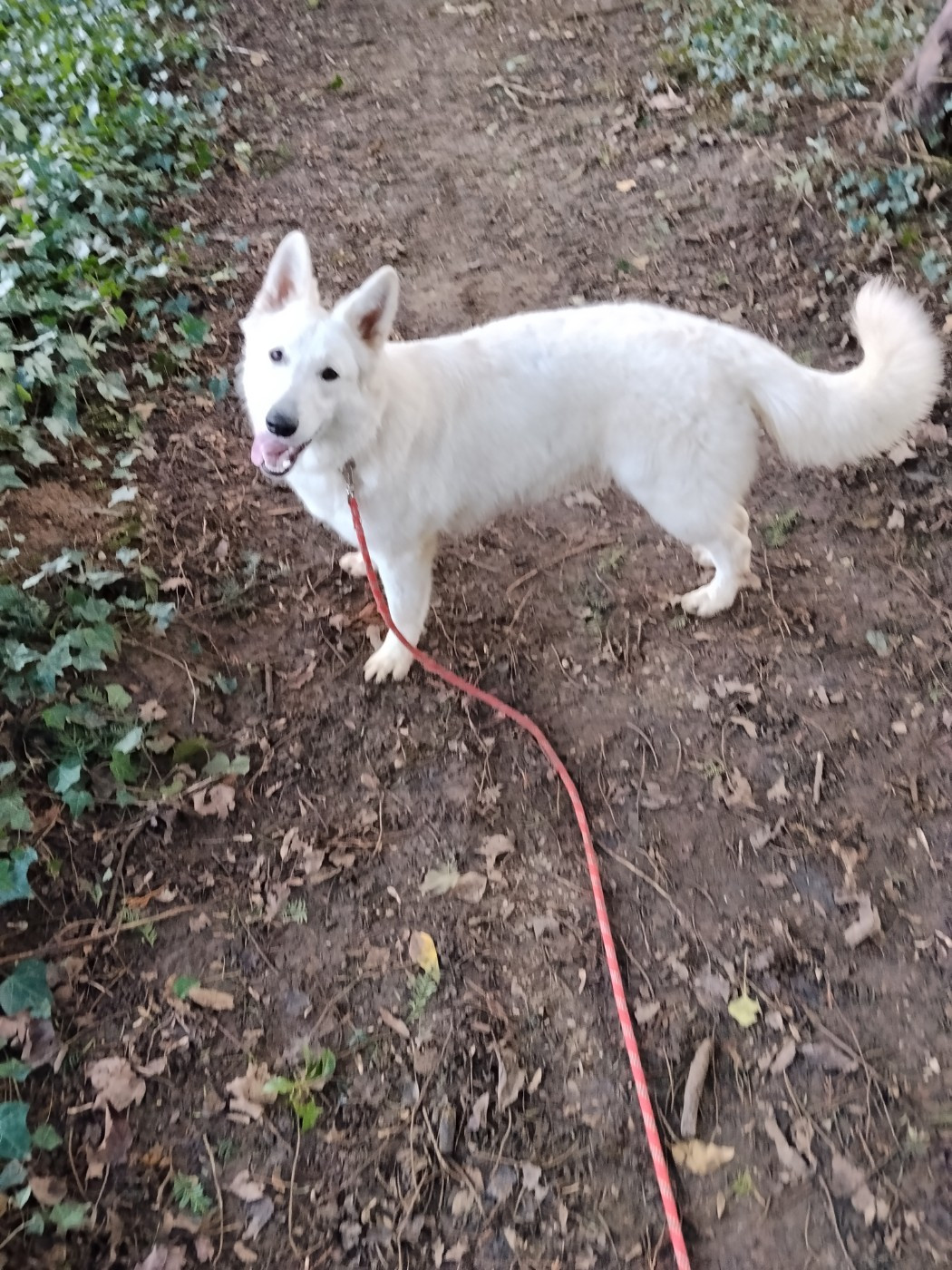 Publication : Rubis Des Neiges