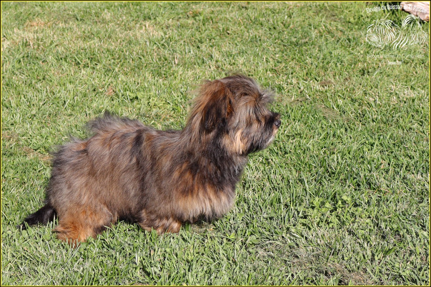 Publication : Du Buisson De La Passée Auteur : Du Buisson de la PassÃ©e