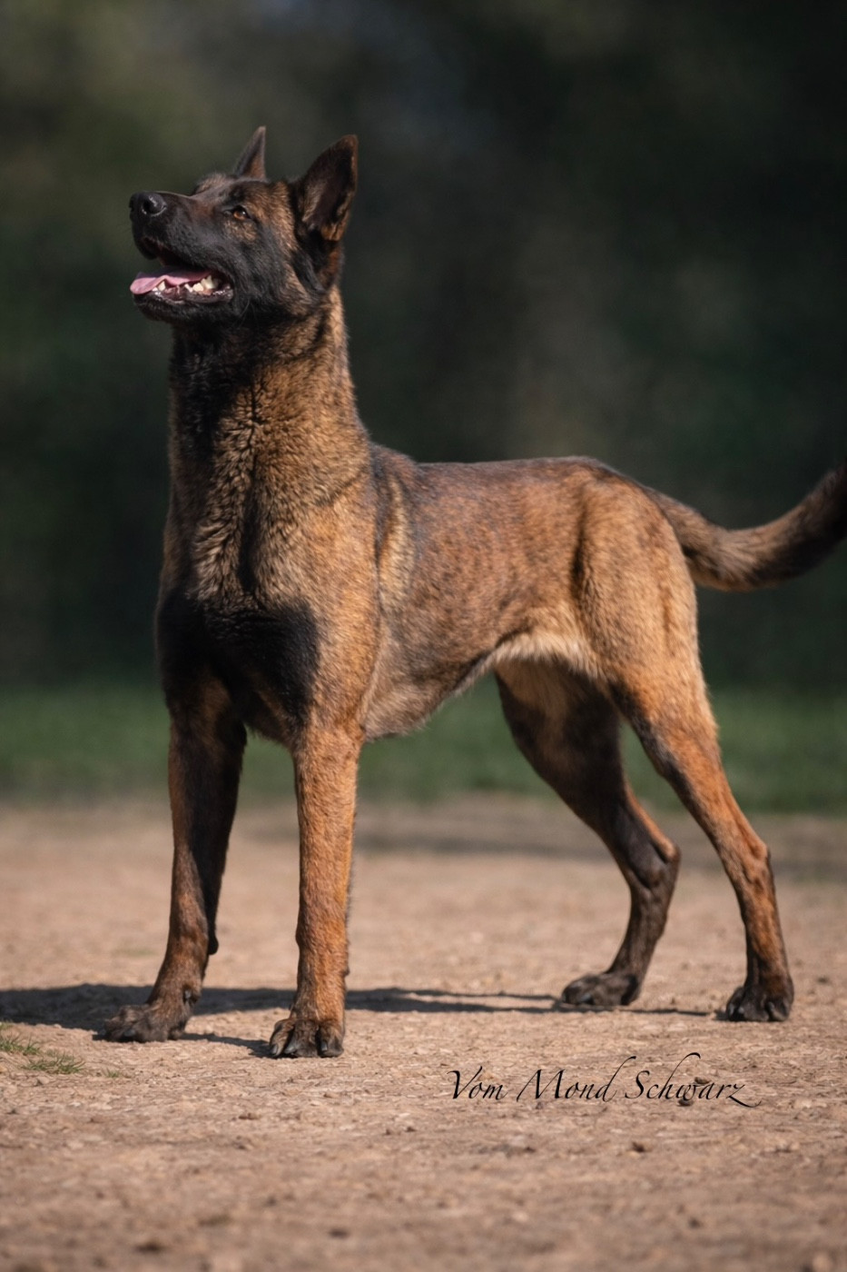 Publication : Vom Mond Schwarz 