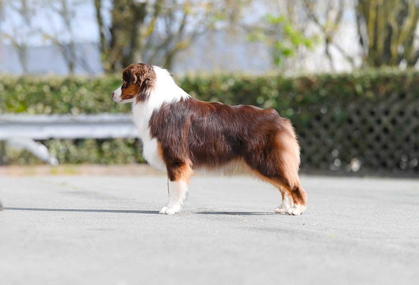 Publication : De La Forêt De Dean