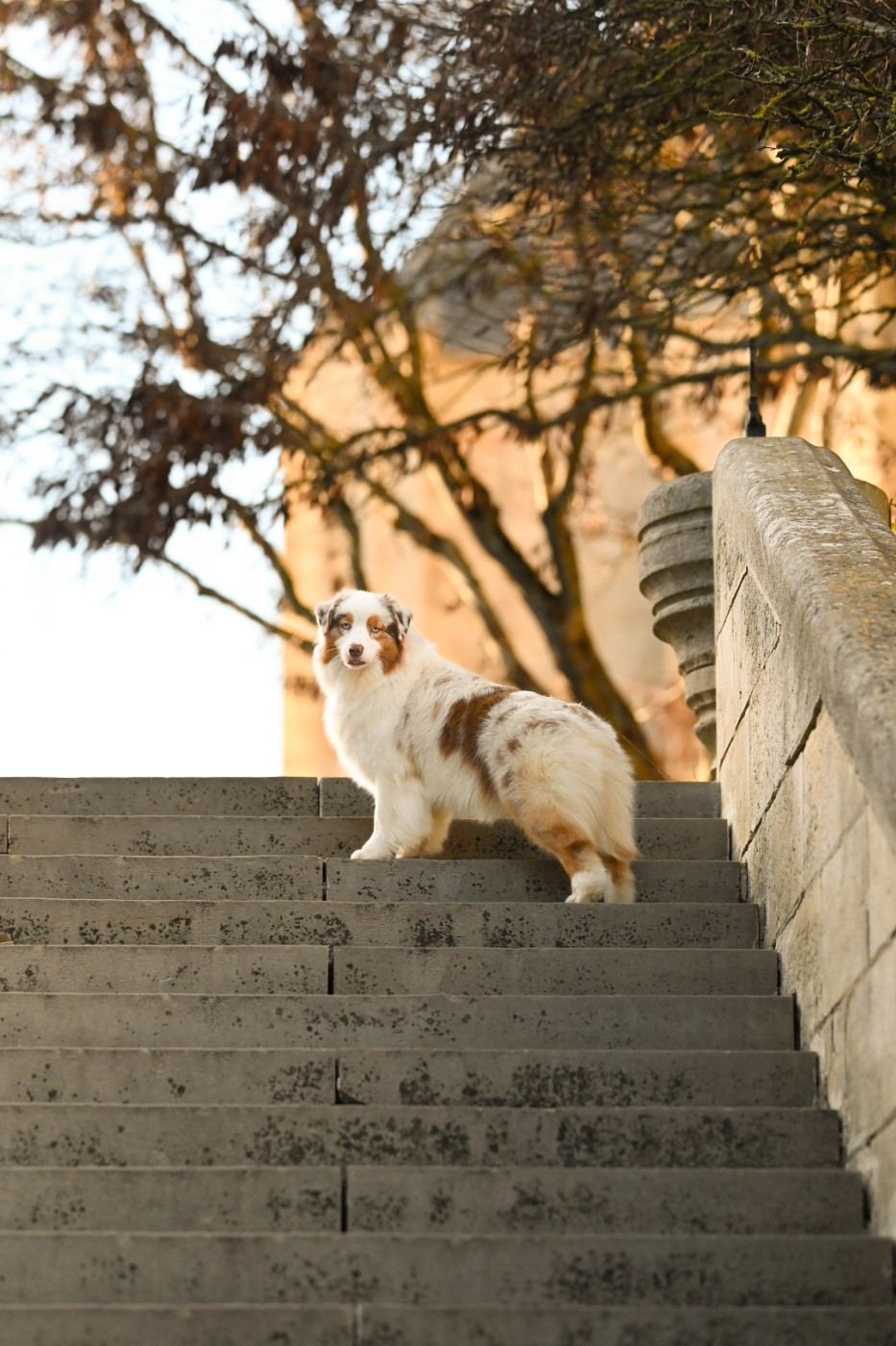 Publication : De La Forêt De Dean